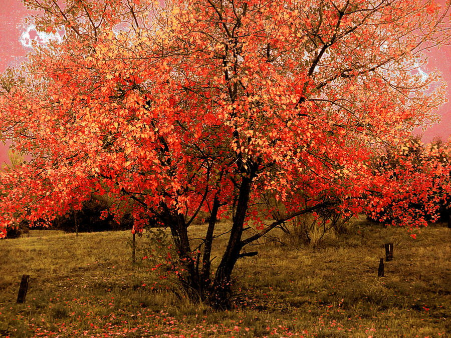 Autum Razzia Autum 2 by lebasii3 on DeviantArt