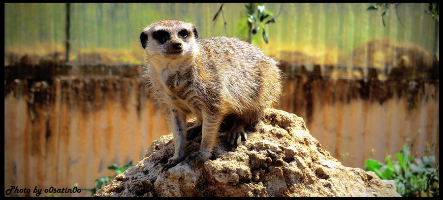 Timathon Racoon The real Timon by o0satin0o on DeviantArt