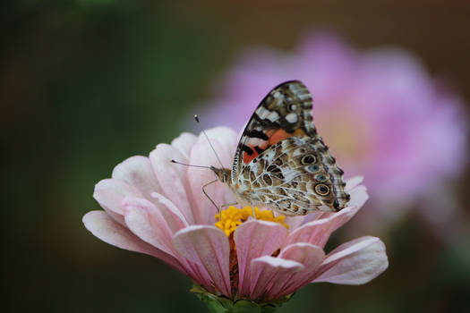 Floral Eyes 2