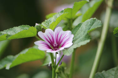 Funnel of Purple