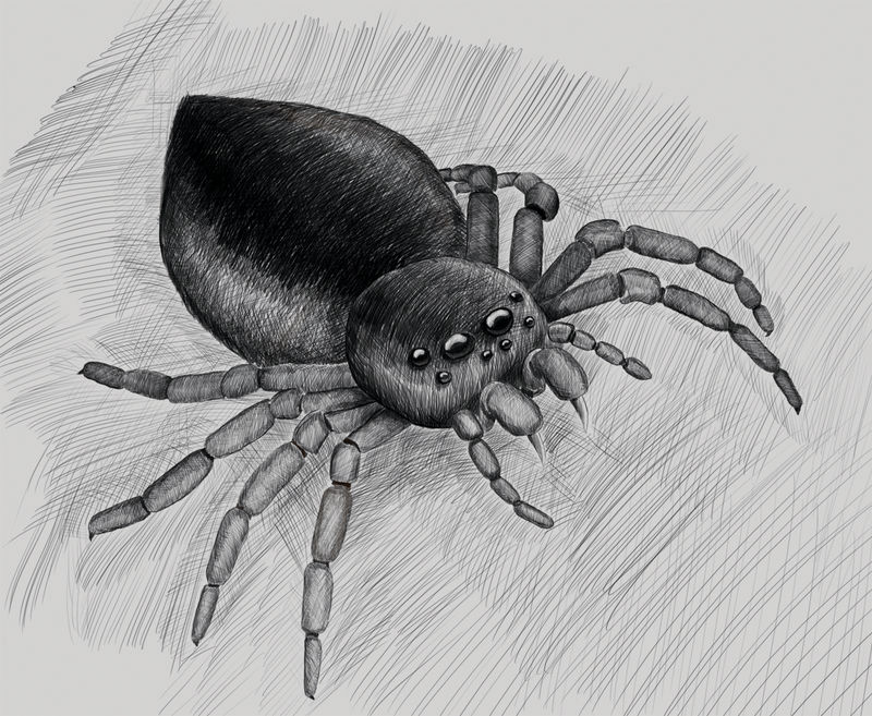 Deviantart Spider Spider by Slaslik on DeviantArt