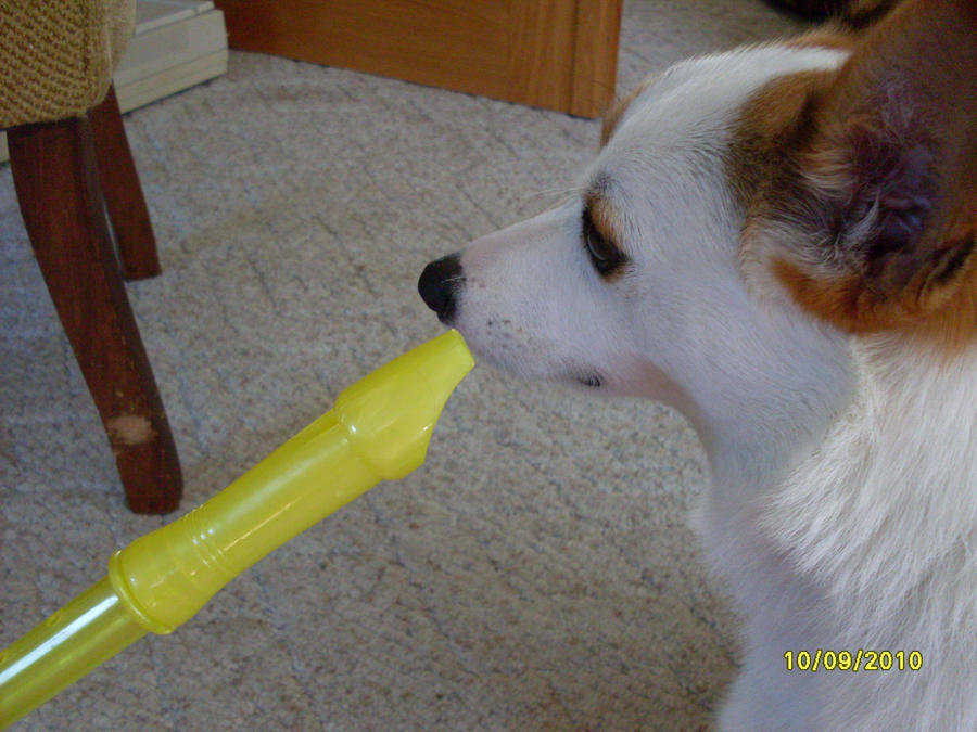 Dog Recorder