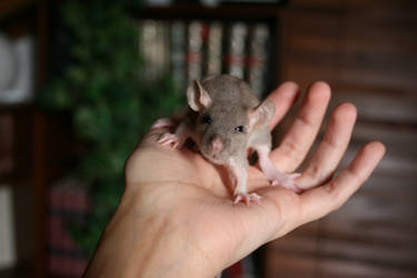 Un petit rat...