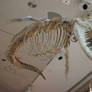 Water Monster Skeleton Freebie - non commercial