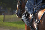 Draft Horse during competition