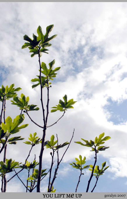 Fig Tree Vector Deviantart Fig Tree by geralyn on DeviantArt