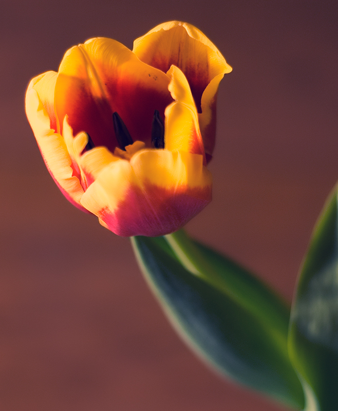 Tulip2