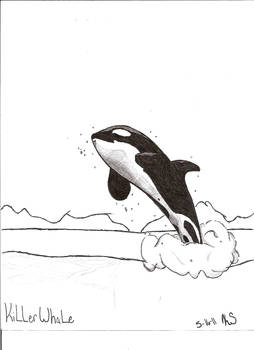 Killer Whale