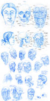 Anatomy - Facial Muscles
