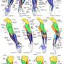 Anatomy - Human Arm Muscles