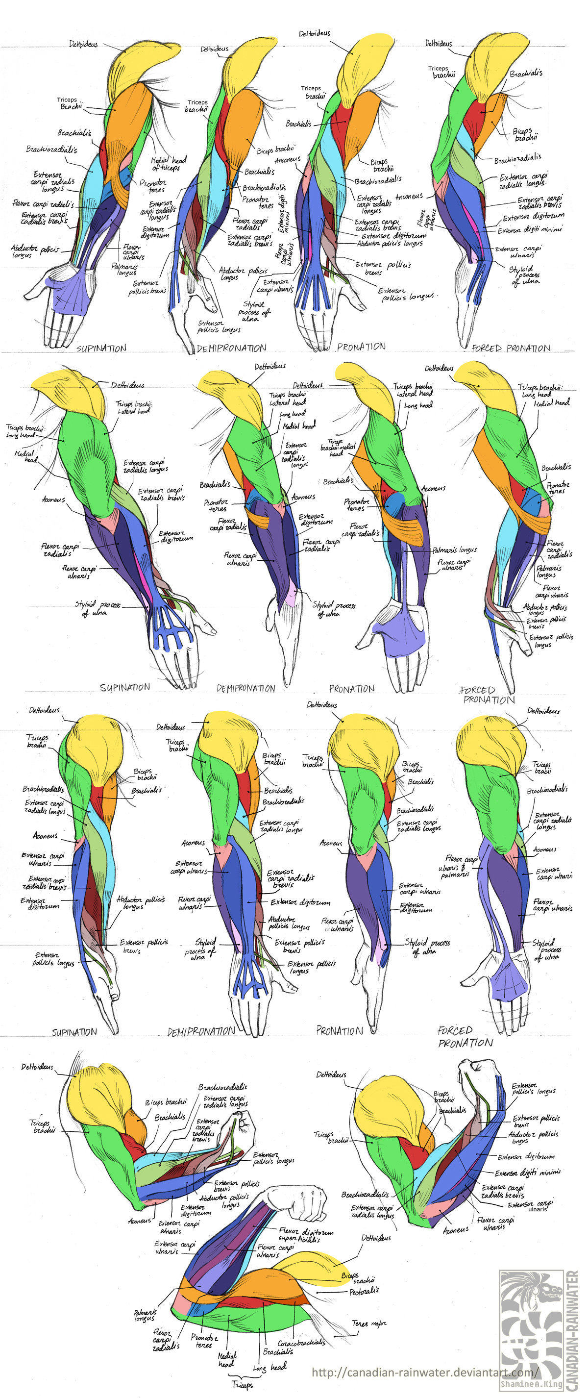 Anatomy - Human Arm Muscles