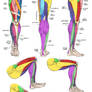 Anatomy - Leg Muscles
