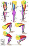 Anatomy - Leg Muscles by quartervirus-archive