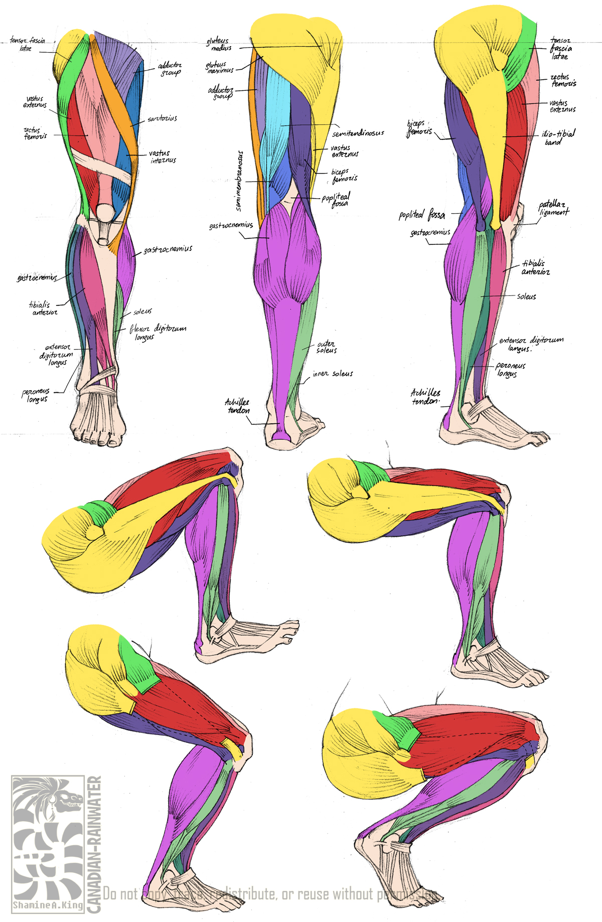 Anatomy - Leg Muscles