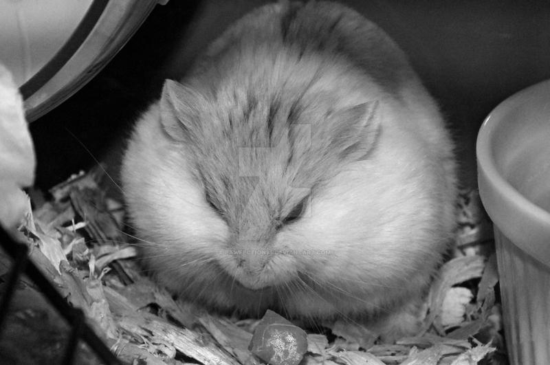 Full Cheeks by Pawfection95 on DeviantArt