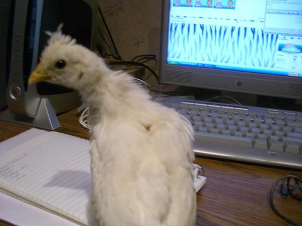 Chicken on the computer by PuffJay on DeviantArt
