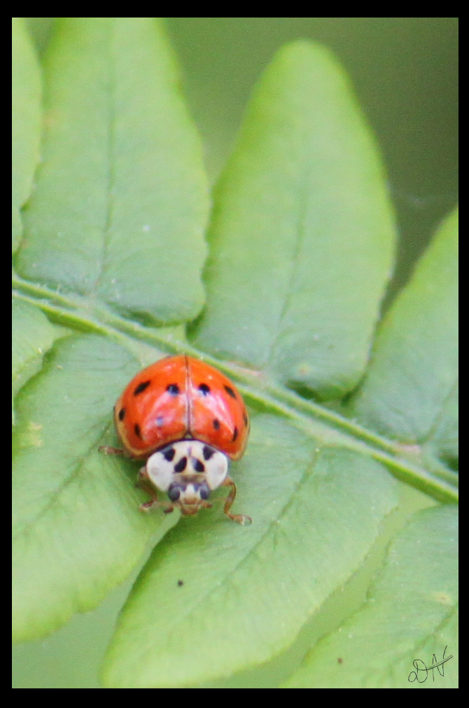 Ladybug on a Leaf