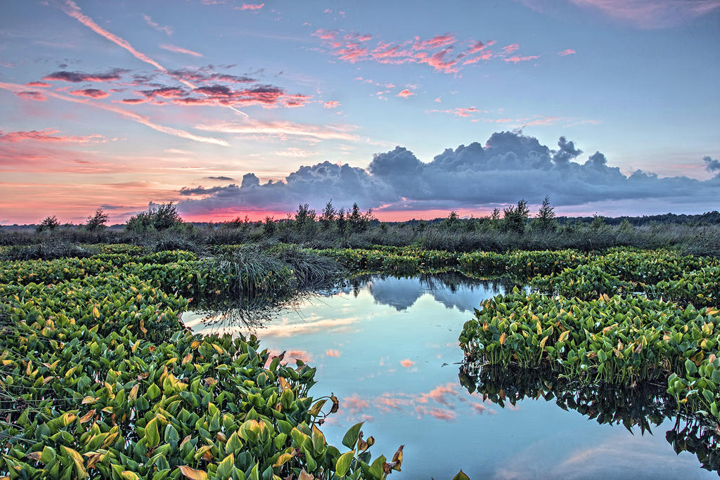 Where the Dragonflies live by DanielHeydecke Where the Dragonflies live by DanielHeydecke
