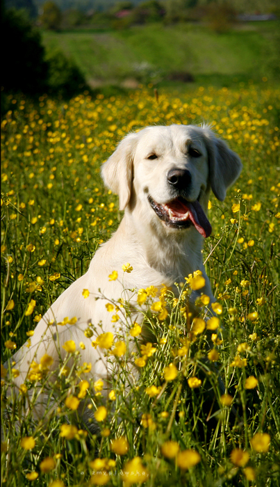 Yellow Flowers