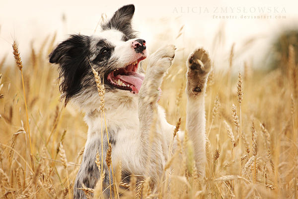 Summer memmories by feanutri Summer memmories by feanutri