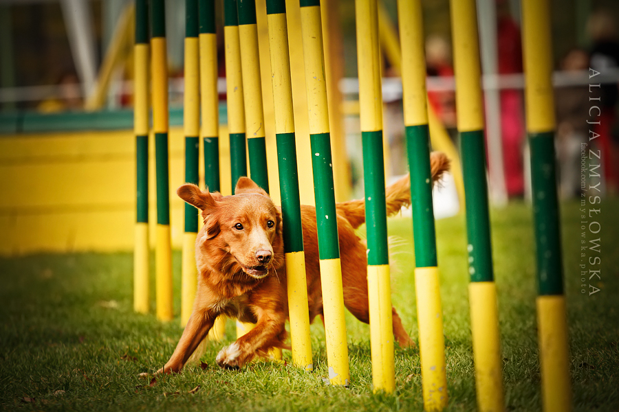 Final Pucharu Polski Agility 2012  1