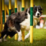 Final Pucharu Polski Agility 2012  6