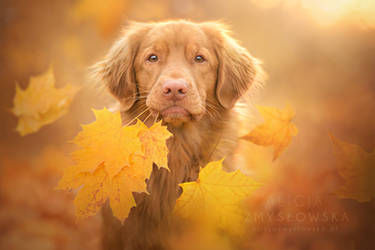 Lay Of The Autumn