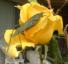 Rosy Grasshopper