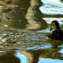 Duckling soup