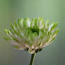 Chrysanthemum -small-