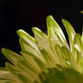 Chrysanthemum 3