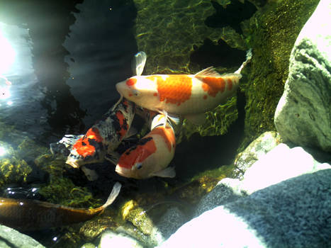 koi fish