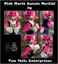 Sassy Pink Merle Aussie Partial (for sale)