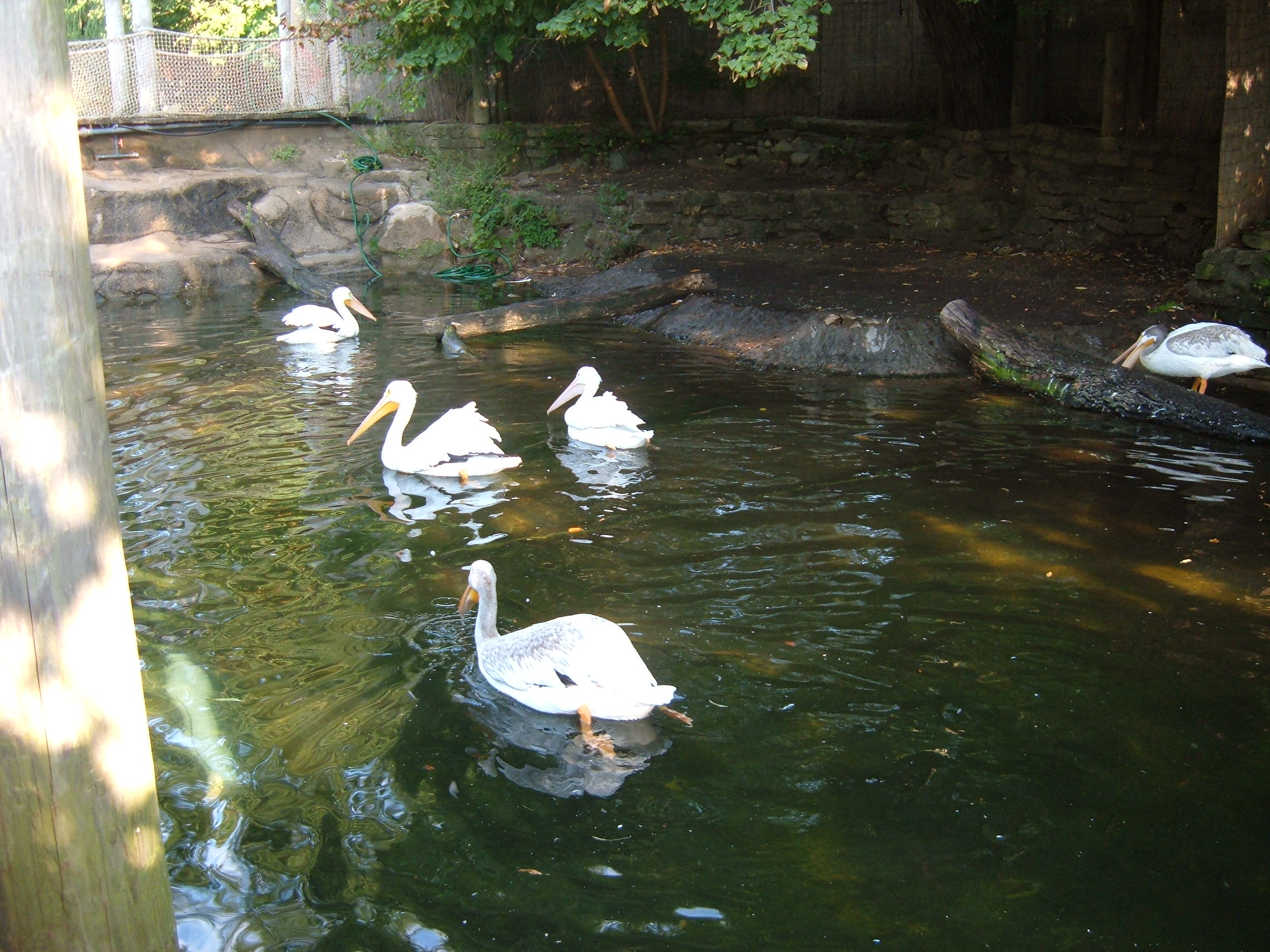 birds at john ball zoo