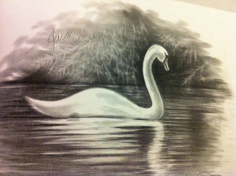 The Magestic Swan