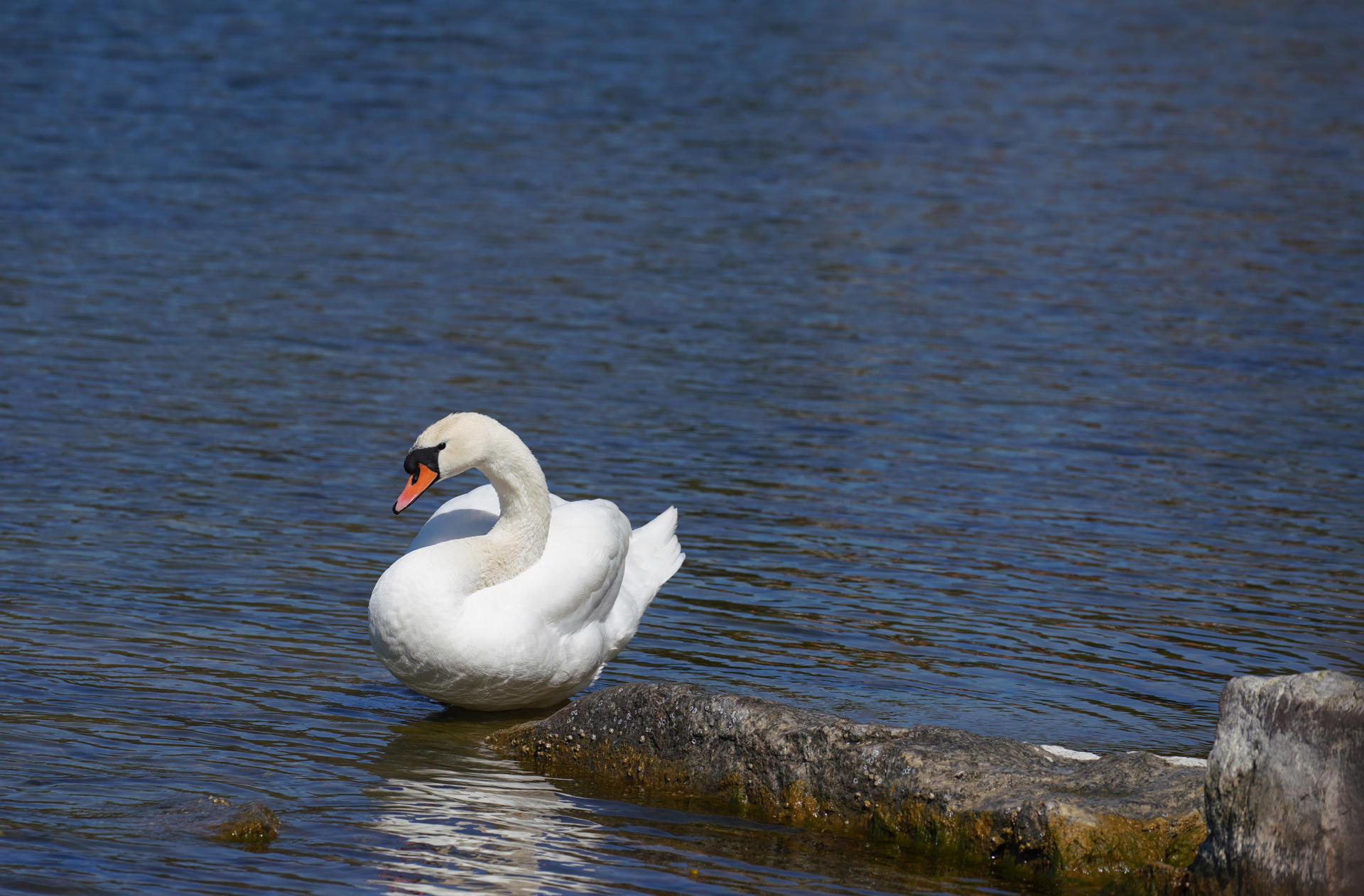 Bright white. by expswede on DeviantArt