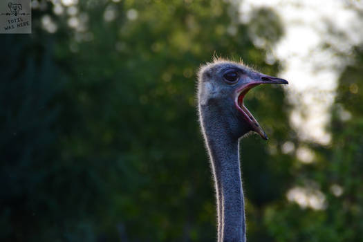 6#: Ostrich yawns