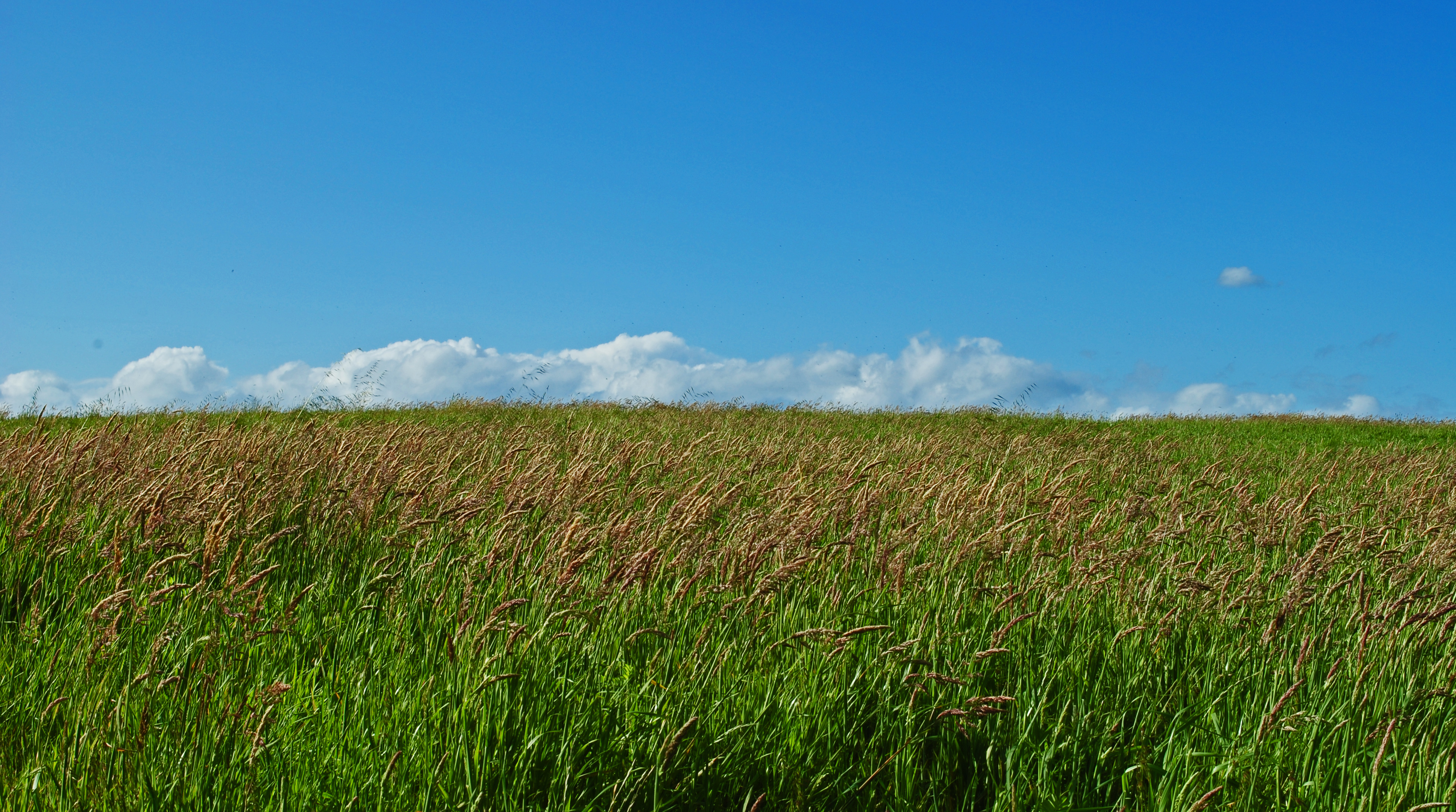 Green Fields and Blue Skies