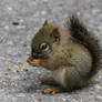 random cute squirrel