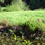 Meadow/Pond Stock 2