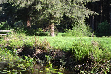 Meadow/Pond Stock 4