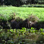 Meadow/Pond Stock 5