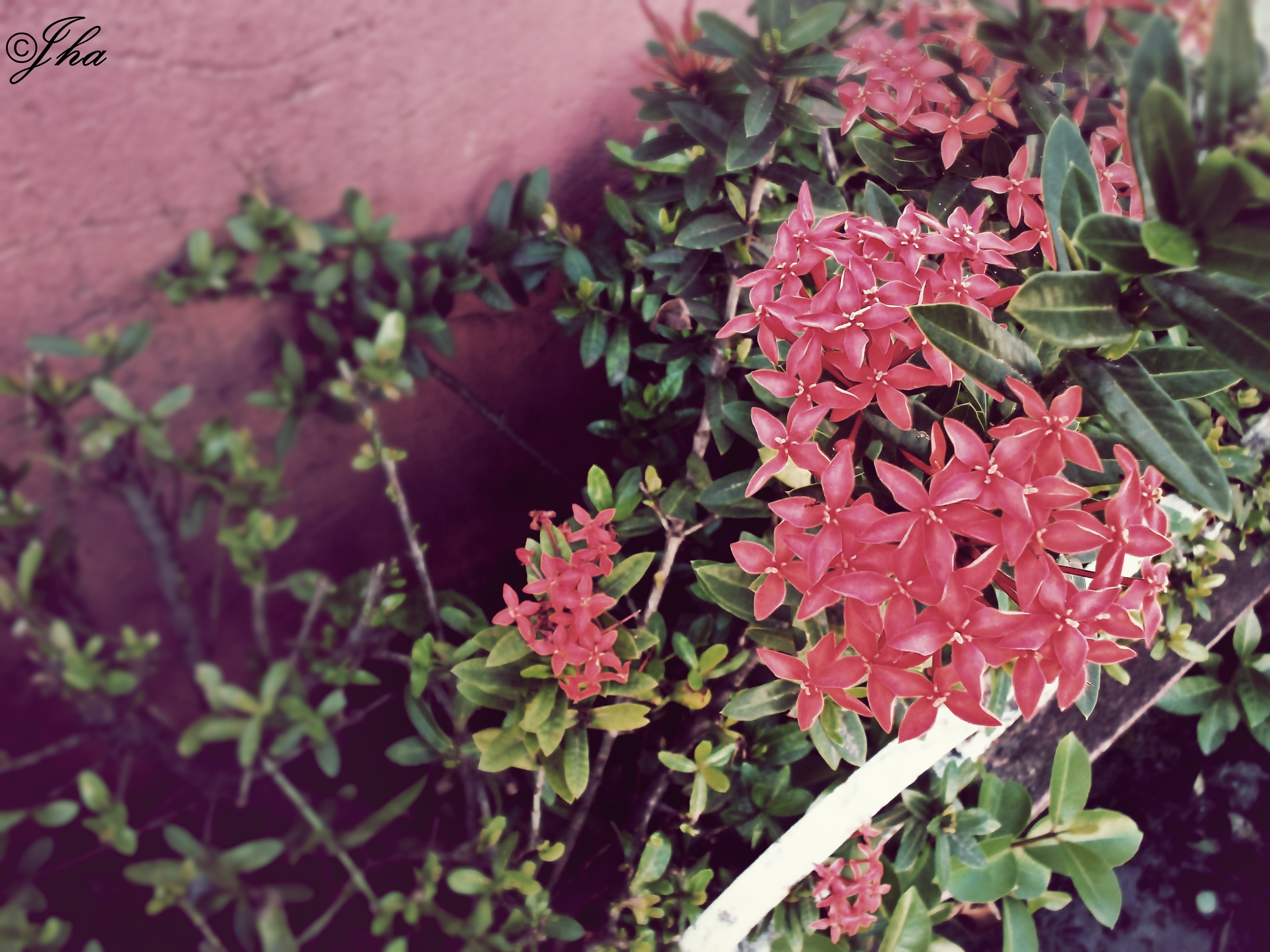 Santan Flower