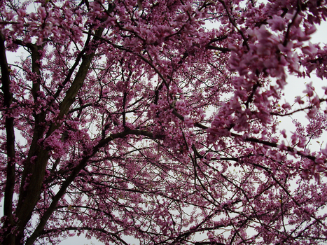 Tennessee -- Redbud Blossoms