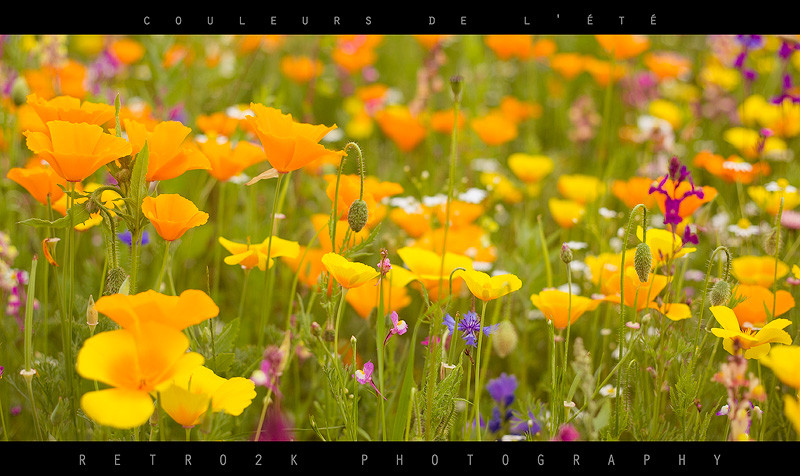 .: Couleurs de l'ete :.