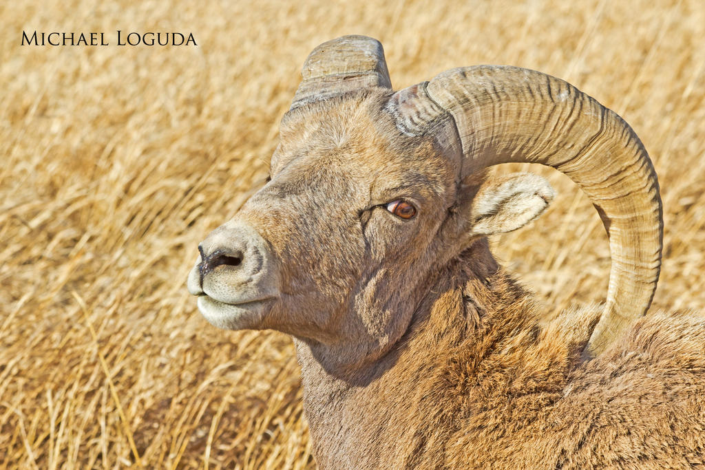 BigHorn Male by MikeDaBadger