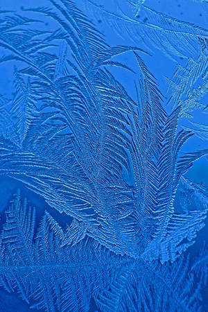 Frost Feathers by MikeDaBadger