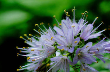 Waterleaf HDR