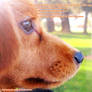 A dog is truly a man's best friend