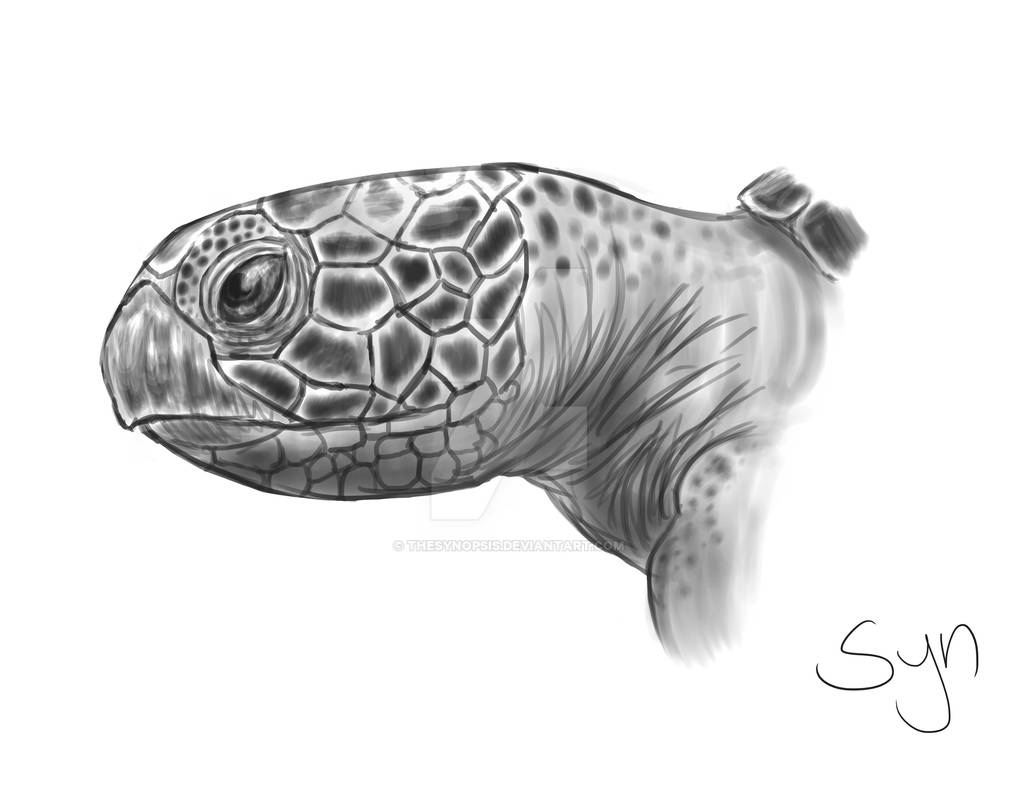 Turtle Scatch Sea Turtle Sketch by TheSynopsis on DeviantArt